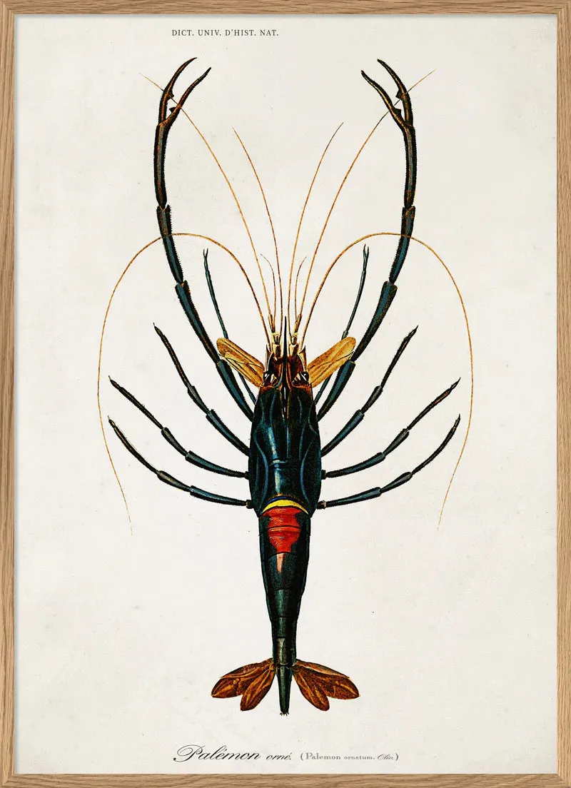 Crayfish - 50cm x 70cm (Click & Collect)