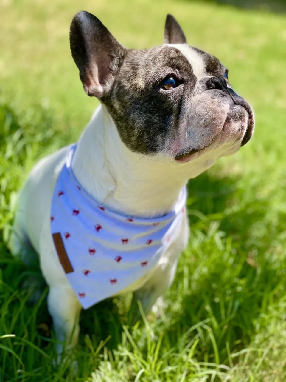 Krabby Dog Bandana