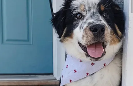 Krabby Dog Bandana
