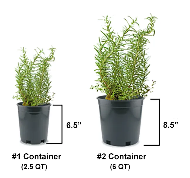 Orange Rocket Barberry