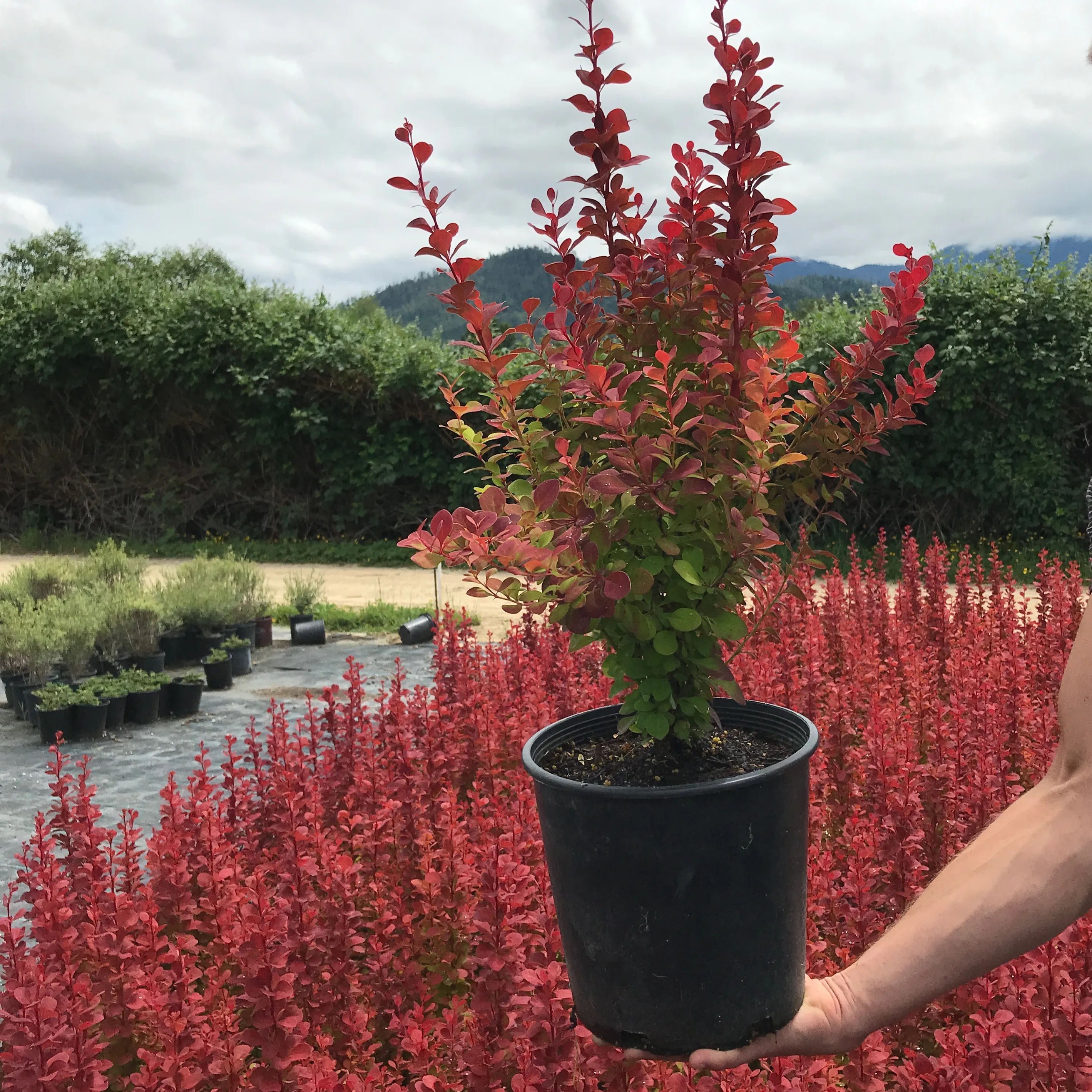 Orange Rocket Barberry